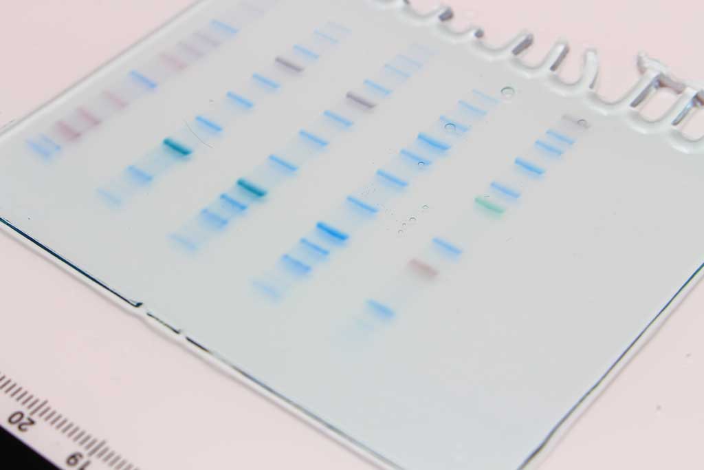  Precast Protein Gels 10 x 8cm, 4-12%, 12 Well